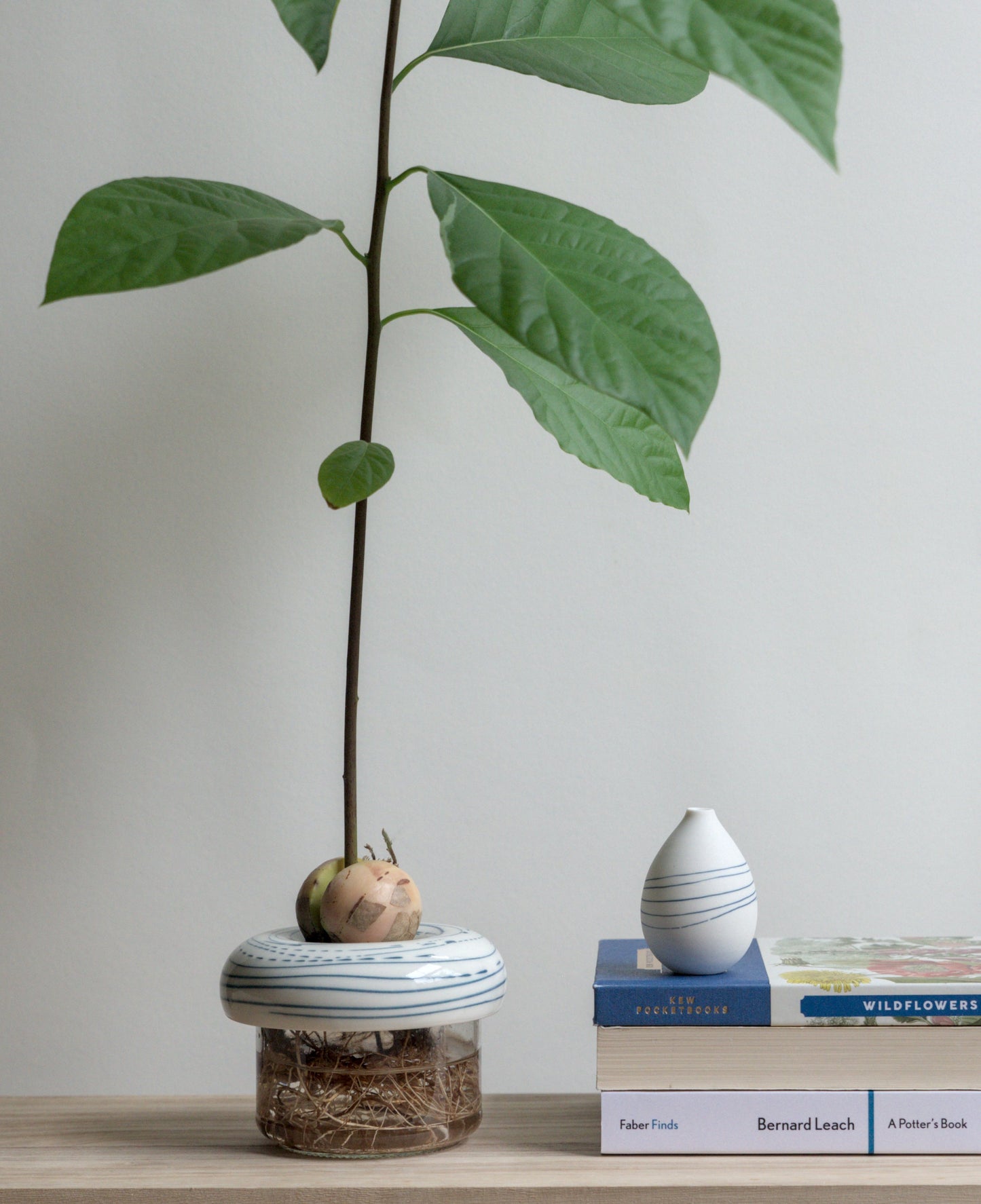 Avocado Planter