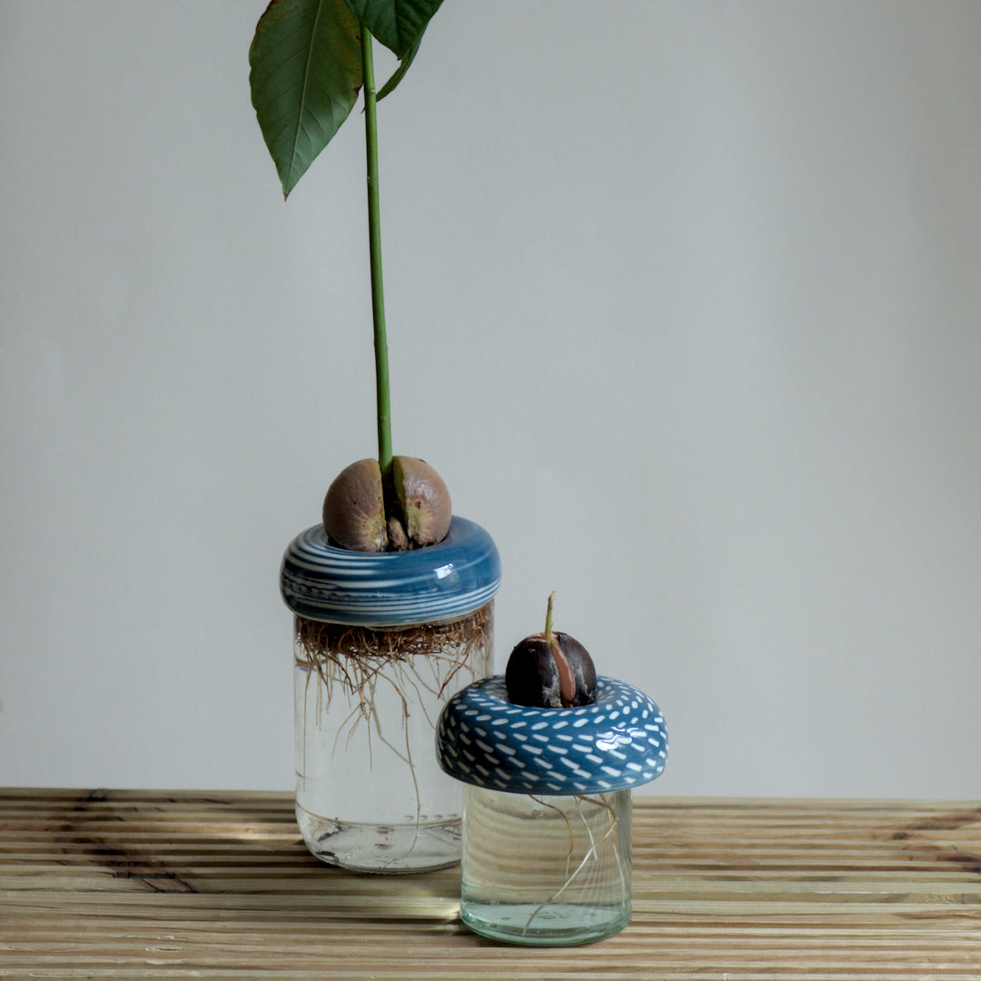 Avocado Planter