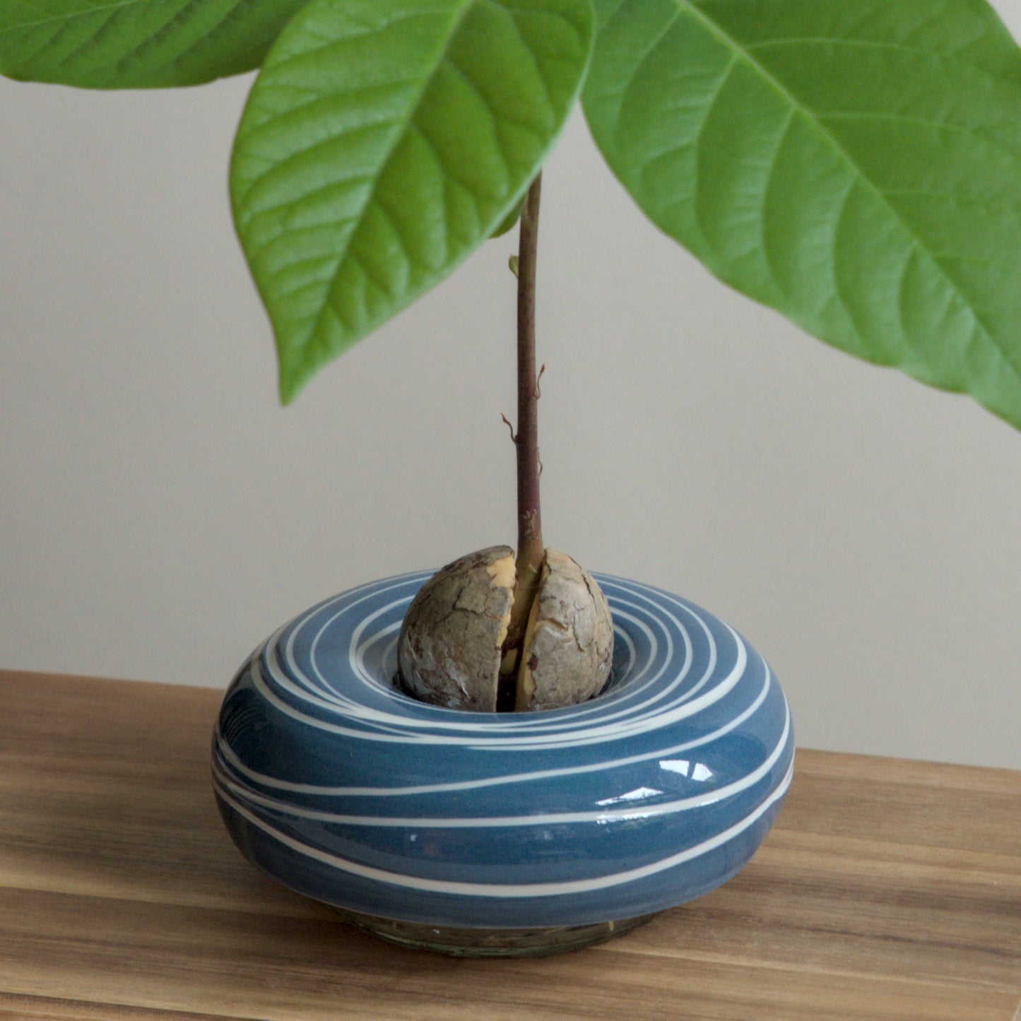 Avocado Planter